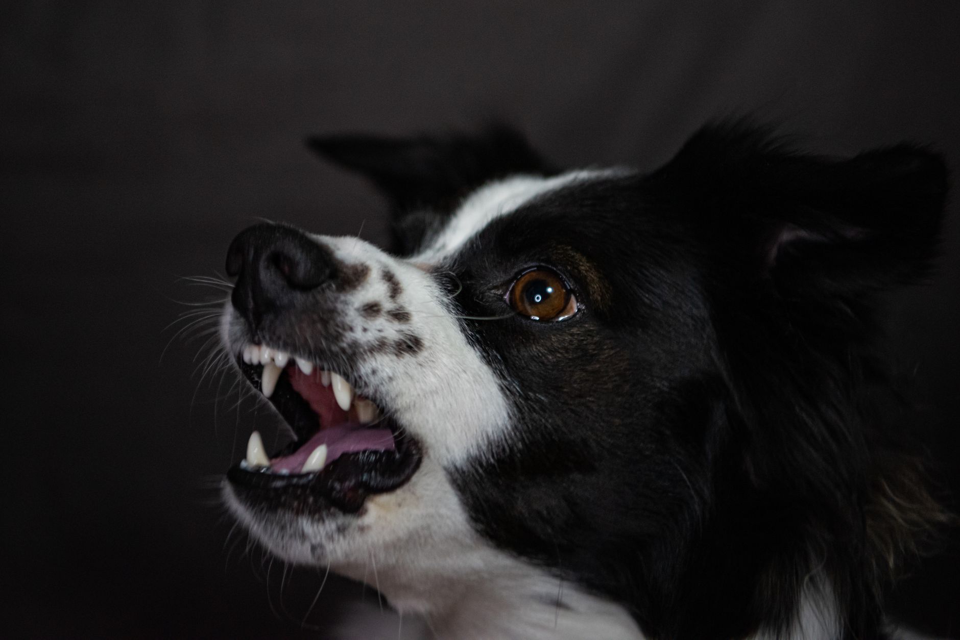 How to Stop a Dog From Barking at Everything: A Trigger-by-Trigger Training Approach 1 How to Stop a Dog From Barking at Everything: A Trigger-by-Trigger Training Approach