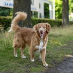 A Wag Is a Signal, Not a Smile: How to Read What a Dog’s Tail Is Really Saying