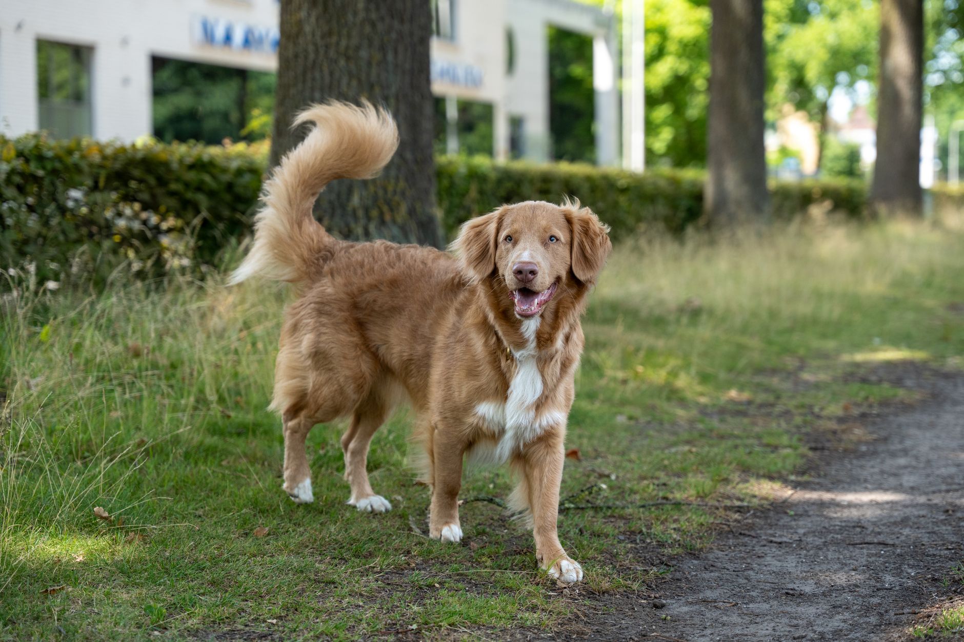 A Wag Is a Signal, Not a Smile: How to Read What a Dog’s Tail Is Really Saying 1 A Wag Is a Signal, Not a Smile: How to Read What a Dog’s Tail Is Really Saying