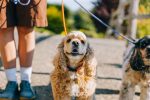 Can Getting a Second Dog Help With Separation Anxiety? What Owners Should Know 9 Can Getting a Second Dog Help With Separation Anxiety? What Owners Should Know