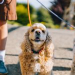 Can Getting a Second Dog Help With Separation Anxiety? What Owners Should Know