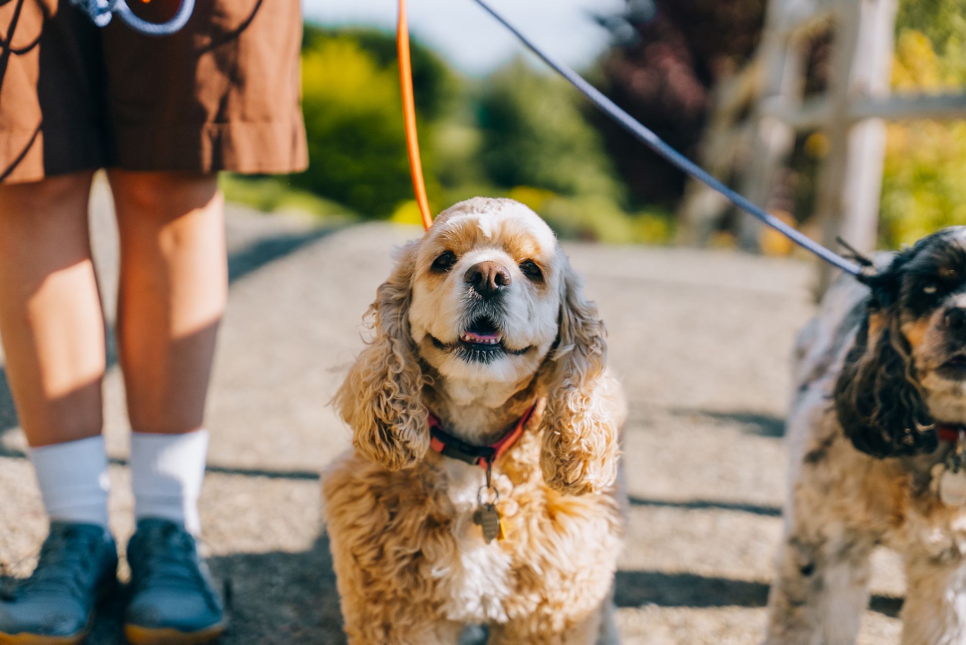 Can Getting a Second Dog Help With Separation Anxiety? What Owners Should Know