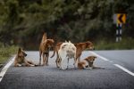 How to Recognize Possible Signs of Poisoning in Dogs and Respond Quickly 7 How to Recognize Possible Signs of Poisoning in Dogs and Respond Quickly