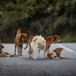 How to Recognize Possible Signs of Poisoning in Dogs and Respond Quickly