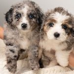 The Essential Puppy Checklist: What a New Dog Needs Before Coming Home