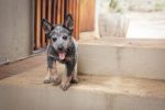 When Does a Dog Become an Adult? Understanding the Stages of Canine Maturity