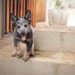 When Does a Dog Become an Adult? Understanding the Stages of Canine Maturity