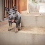 How to Successfully Introduce Your Dog to a New Puppy: A Step-by-Step Guide for a Peaceful Start 1 How to Successfully Introduce Your Dog to a New Puppy: A Step-by-Step Guide for a Peaceful Start