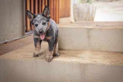 How to Successfully Introduce Your Dog to a New Puppy: A Step-by-Step Guide for a Peaceful Start 1 How to Successfully Introduce Your Dog to a New Puppy: A Step-by-Step Guide for a Peaceful Start