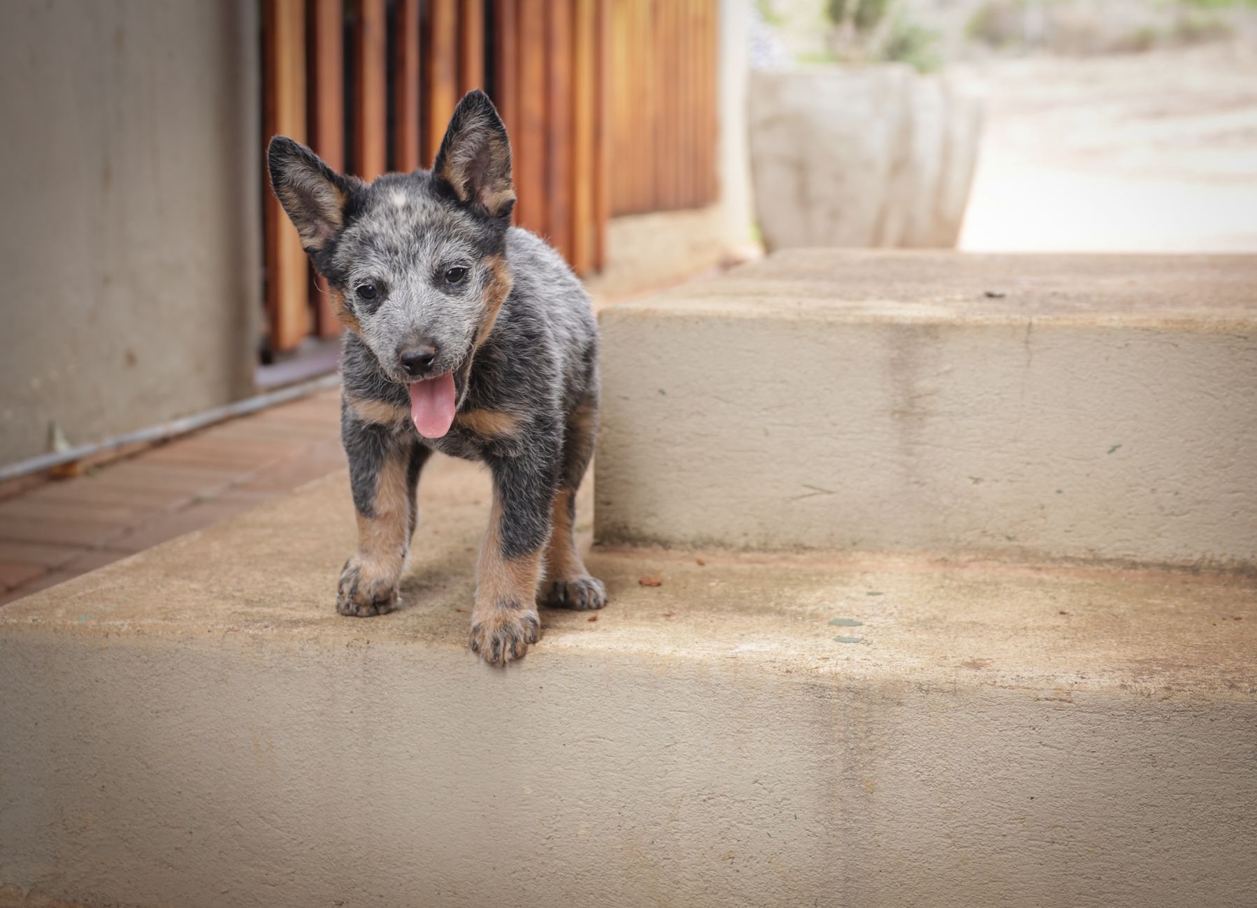 How to Successfully Introduce Your Dog to a New Puppy: A Step-by-Step Guide for a Peaceful Start 1 How to Successfully Introduce Your Dog to a New Puppy: A Step-by-Step Guide for a Peaceful Start