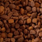 What Can You Feed a Dog? Build the Diet Around Nutrition, Not Trends