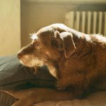 When Is a Dog Considered Senior? Understanding Age, Health, and Life Stage Changes 3 When Is a Dog Considered Senior? Understanding Age, Health, and Life Stage Changes