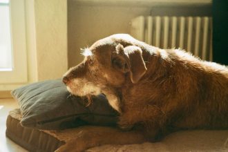 When Is a Dog Considered Senior? Understanding Age, Health, and Life Stage Changes