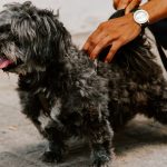 Finding the Dog That Matches Your Life: A Guide to Choosing the Right Companion 3 Finding the Dog That Matches Your Life: A Guide to Choosing the Right Companion