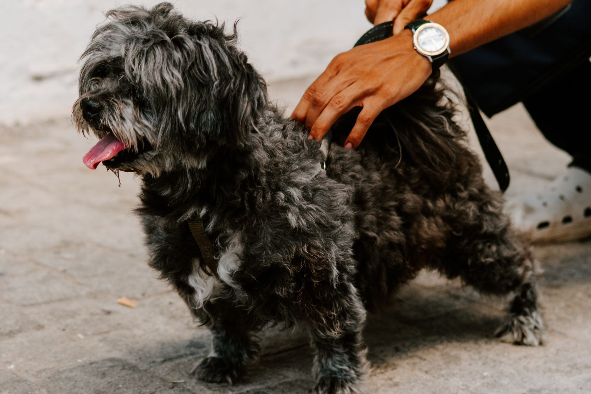 Finding the Dog That Matches Your Life: A Guide to Choosing the Right Companion