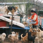 Working Dogs Explained: The Breeds Bred to Help Humans 2 Working Dogs Explained: The Breeds Bred to Help Humans
