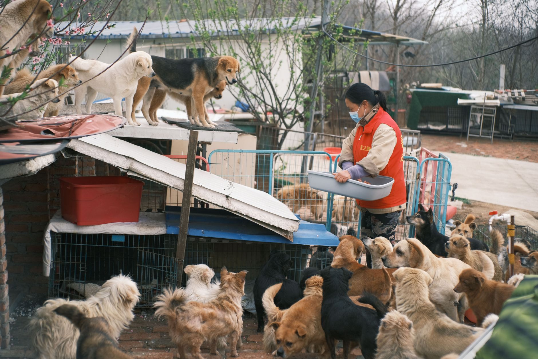 Working Dogs Explained: The Breeds Bred to Help Humans 1 Working Dogs Explained: The Breeds Bred to Help Humans
