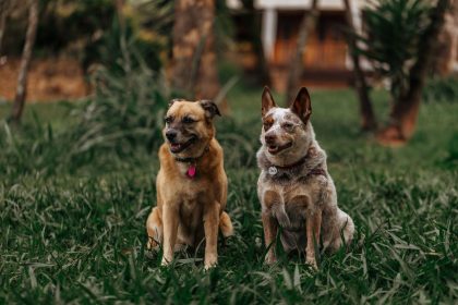 Finding a Calm Dog Breed: What Actually Makes a Dog Relaxed and Easy to Live With