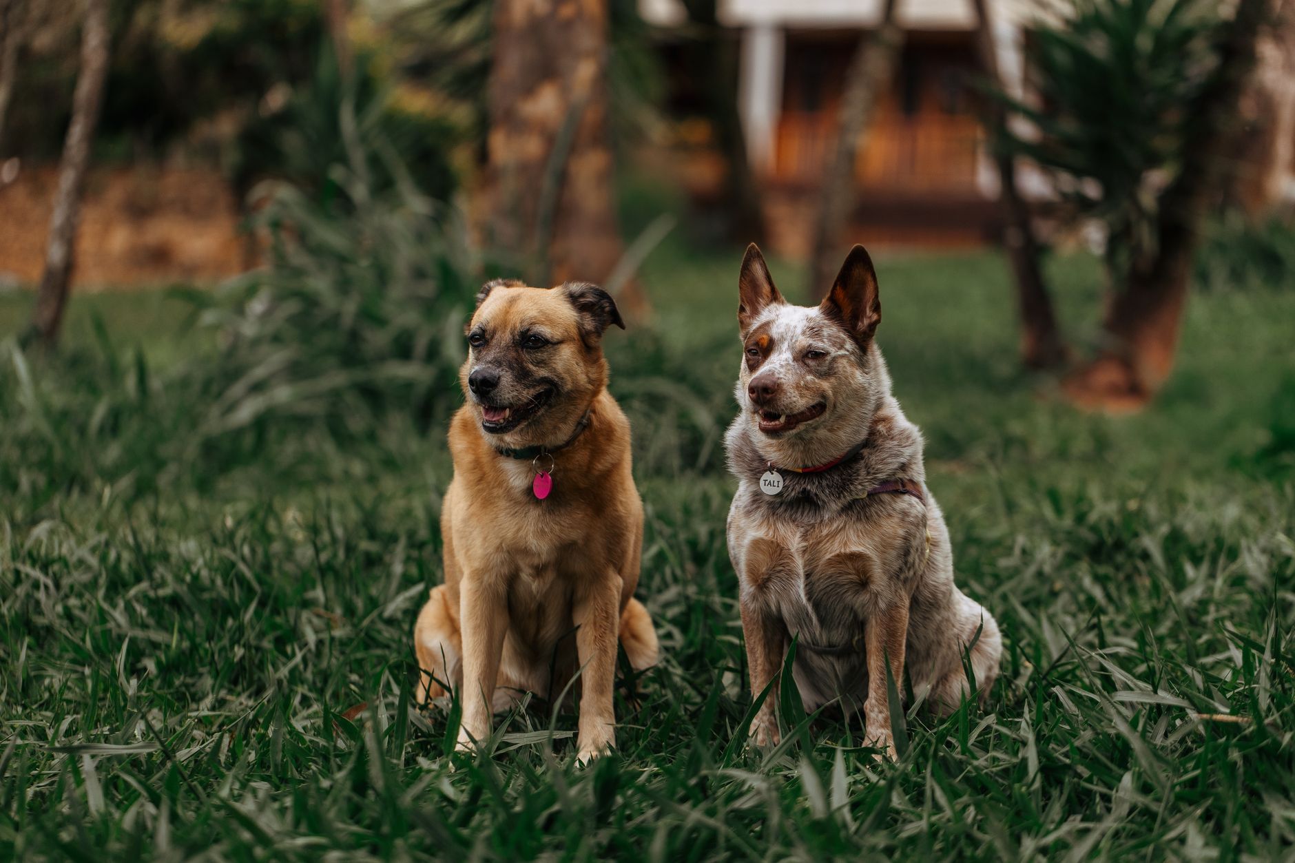 Finding a Calm Dog Breed: What Actually Makes a Dog Relaxed and Easy to Live With 1 Finding a Calm Dog Breed: What Actually Makes a Dog Relaxed and Easy to Live With