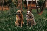 Finding Your Ideal Dog Breed Match: How Personality Quizzes Can Reveal Canine Compatibility 7 Finding Your Ideal Dog Breed Match: How Personality Quizzes Can Reveal Canine Compatibility
