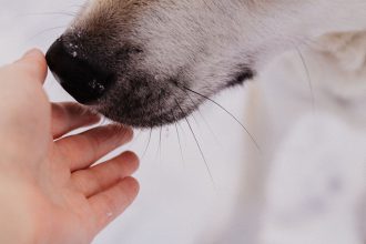 Do Dogs Get Colds Like Humans? 4 Do Dogs Get Colds Like Humans?