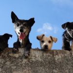 Why Dogs Are Classified as Mammals and What Makes Them Unique 2 Why Dogs Are Classified as Mammals and What Makes Them Unique