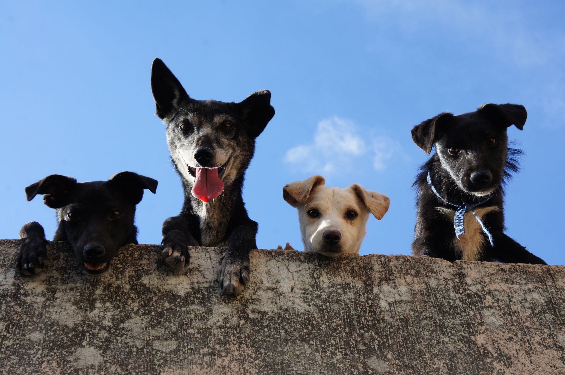 Why Dogs Are Classified as Mammals and What Makes Them Unique