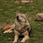 Dogs Were Not Invented: How Humans and Wolves Created One of History’s Oldest Partnerships