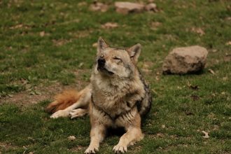 The Long Journey From Wolves to Dogs: How Humanity’s Oldest Companion Evolved