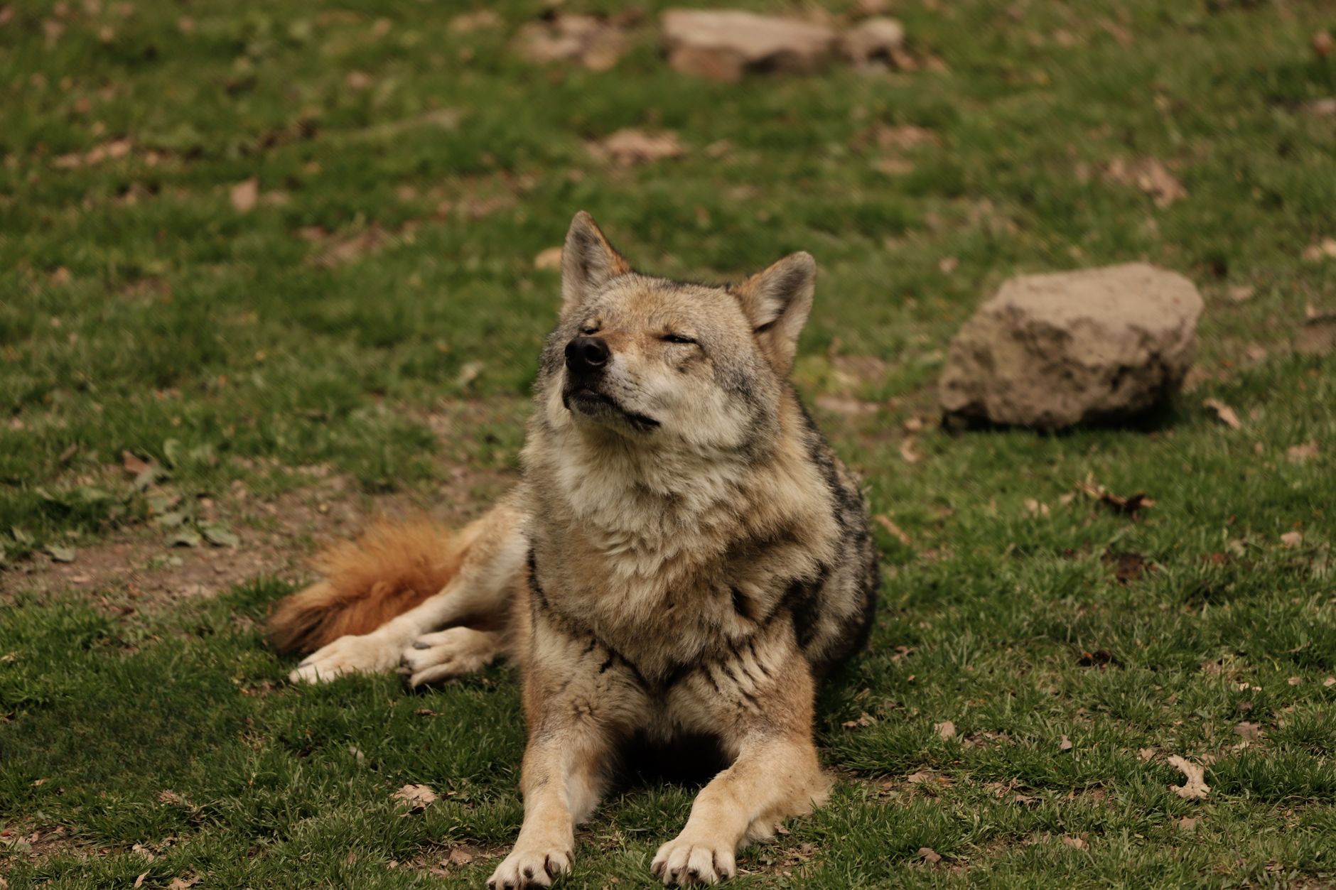 The Long Journey From Wolves to Dogs: How Humanity’s Oldest Companion Evolved 1 The Long Journey From Wolves to Dogs: How Humanity’s Oldest Companion Evolved