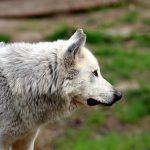 The Wolf Lineage Behind Every Dog: How Ancient Predators Became Human Companions 3 The Wolf Lineage Behind Every Dog: How Ancient Predators Became Human Companions