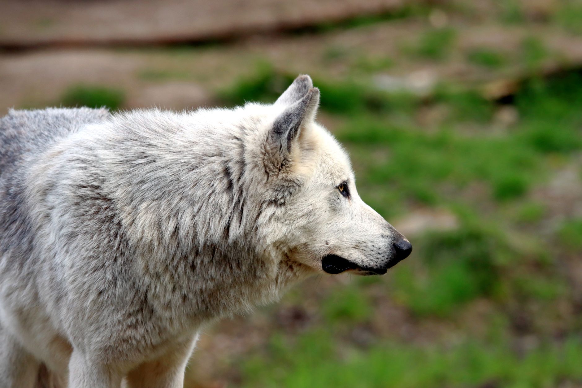 The Wolf Lineage Behind Every Dog: How Ancient Predators Became Human Companions