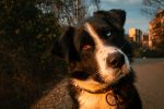 A Guide to Dog Breeds: Understanding the Different Types of Canine Companions