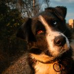 A Guide to Dog Breeds: Understanding the Different Types of Canine Companions 3 A Guide to Dog Breeds: Understanding the Different Types of Canine Companions