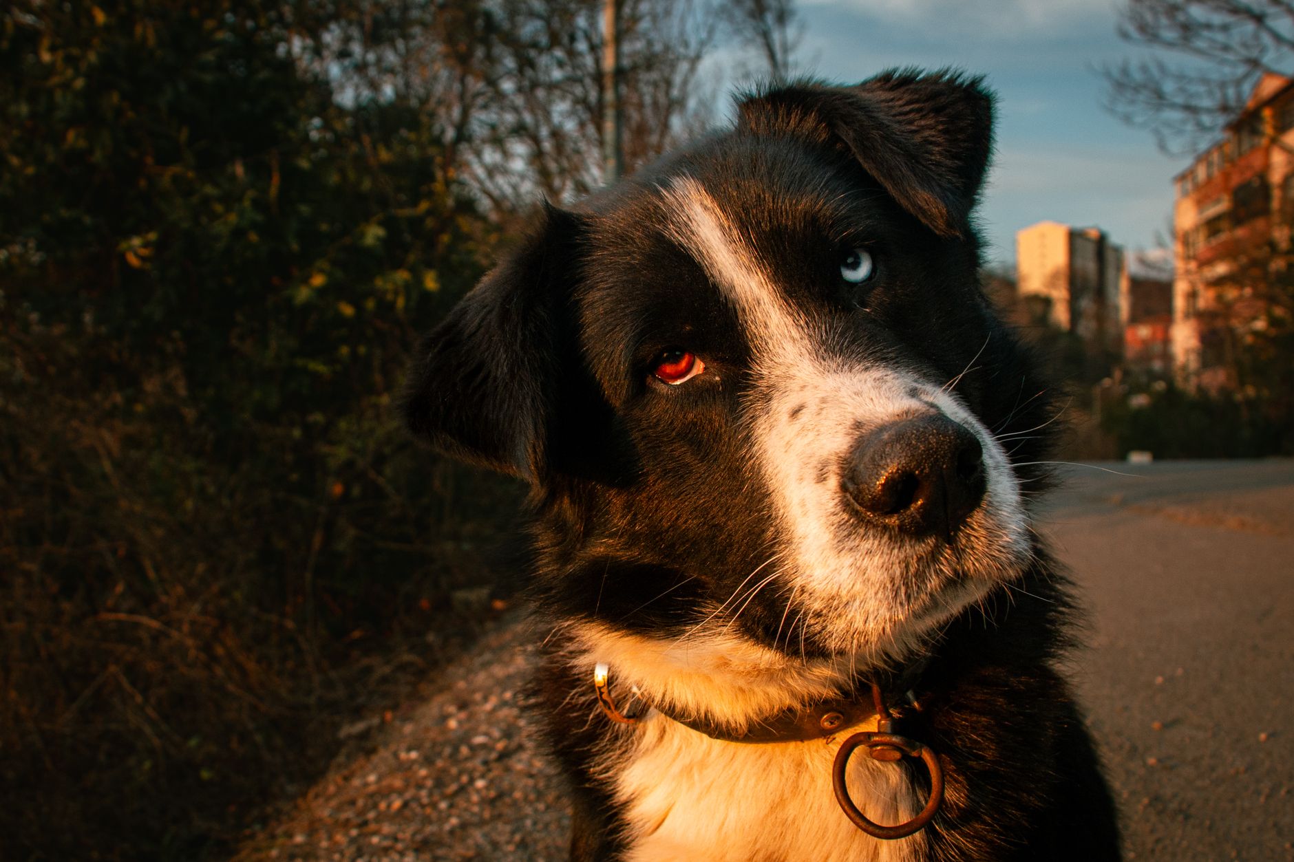 A Guide to Dog Breeds: Understanding the Different Types of Canine Companions 1 A Guide to Dog Breeds: Understanding the Different Types of Canine Companions