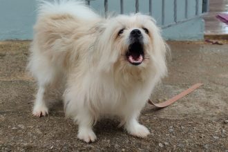 Why Dogs Bark at Strangers and How to Build Better Calm Behavior