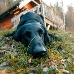 From Human Homes to Wild Landscapes: Understanding Where Dogs Live and How Their Habitat Shapes Them 3 From Human Homes to Wild Landscapes: Understanding Where Dogs Live and How Their Habitat Shapes Them