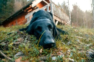 From Human Homes to Wild Landscapes: Understanding Where Dogs Live and How Their Habitat Shapes Them
