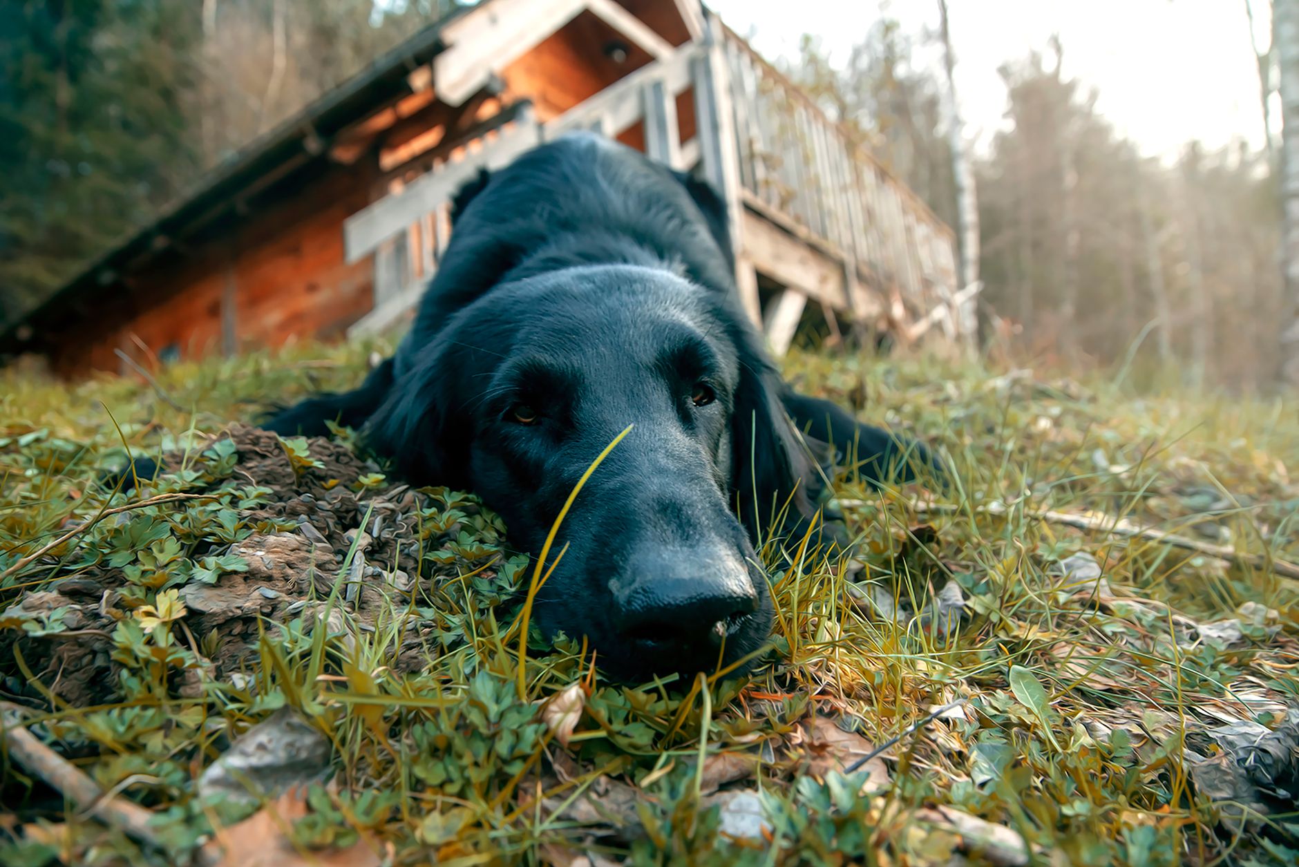 From Human Homes to Wild Landscapes: Understanding Where Dogs Live and How Their Habitat Shapes Them