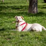 How to Help an Overexcited Dog Relax and Regain Calm Behavior 2 How to Help an Overexcited Dog Relax and Regain Calm Behavior