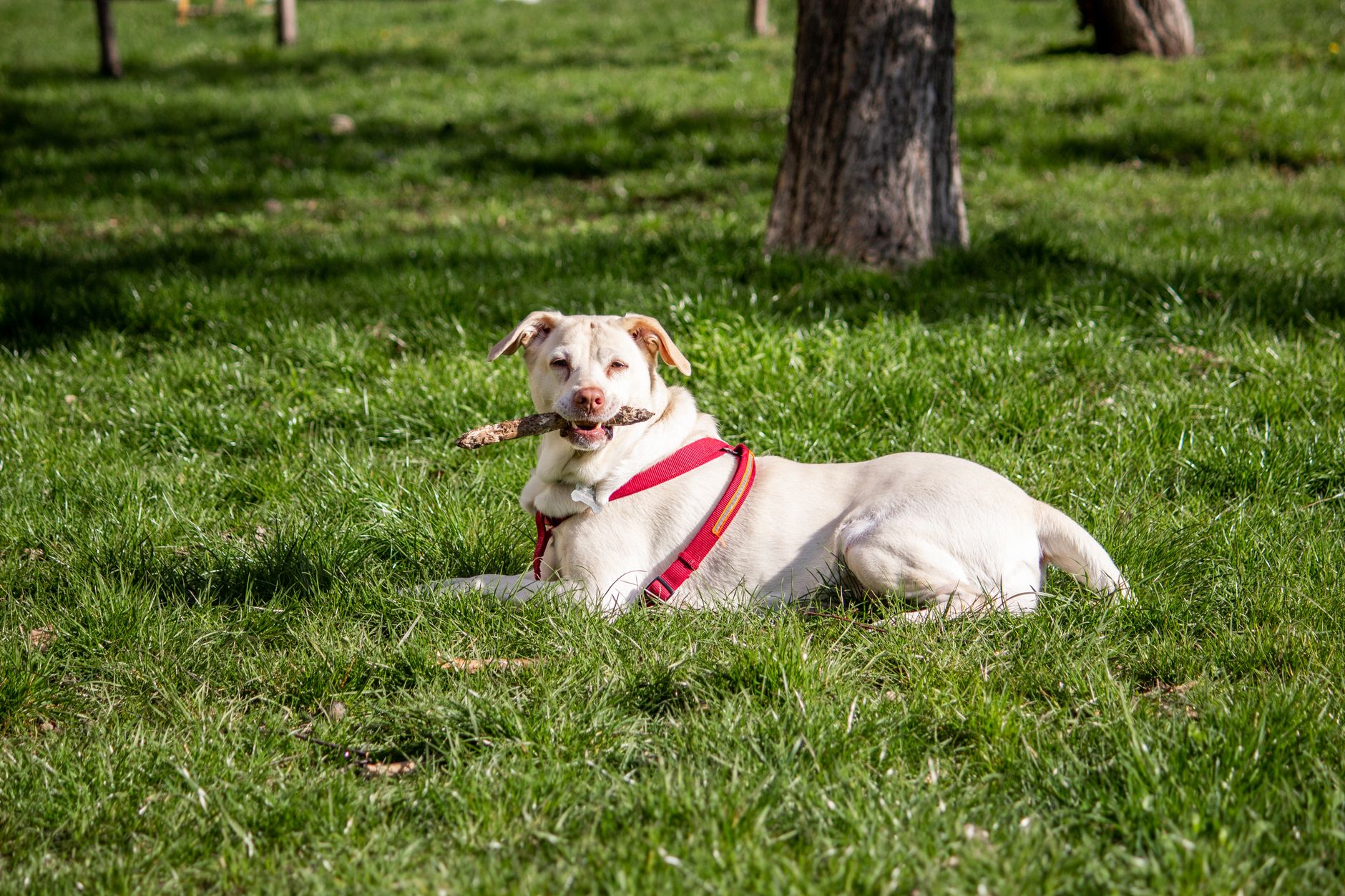 How to Help an Overexcited Dog Relax and Regain Calm Behavior