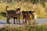 Understanding Dog Behavior: What Your Dog’s Actions Are Really Communicating