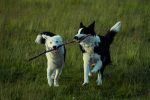 Understanding Dog Types: How Breed Traits Shape a Dog’s Personality and Lifestyle Fit 8 Understanding Dog Types: How Breed Traits Shape a Dog’s Personality and Lifestyle Fit