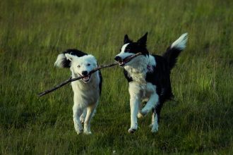 Understanding Dog Types: How Breed Traits Shape a Dog’s Personality and Lifestyle Fit 5 Understanding Dog Types: How Breed Traits Shape a Dog’s Personality and Lifestyle Fit