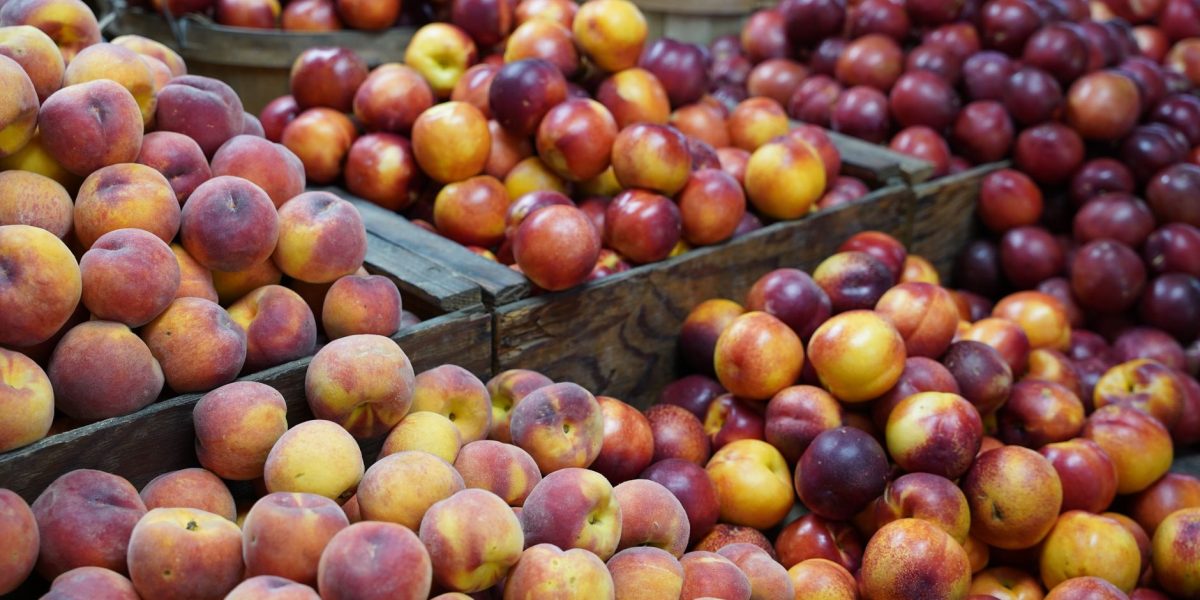 Can Dogs Eat Peaches and Nectarines? 2 Can Dogs Eat Peaches and Nectarines?