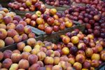 Can Dogs Eat Peaches and Nectarines? 6 Can Dogs Eat Peaches and Nectarines?