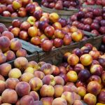 Can Dogs Eat Peaches and Nectarines? 3 Can Dogs Eat Peaches and Nectarines?