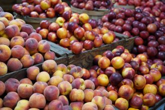 Can Dogs Eat Peaches and Nectarines? 3 Can Dogs Eat Peaches and Nectarines?