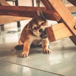 Why Dogs Develop Separation Anxiety and What Their Behavior Is Really Telling You 2 Why Dogs Develop Separation Anxiety and What Their Behavior Is Really Telling You