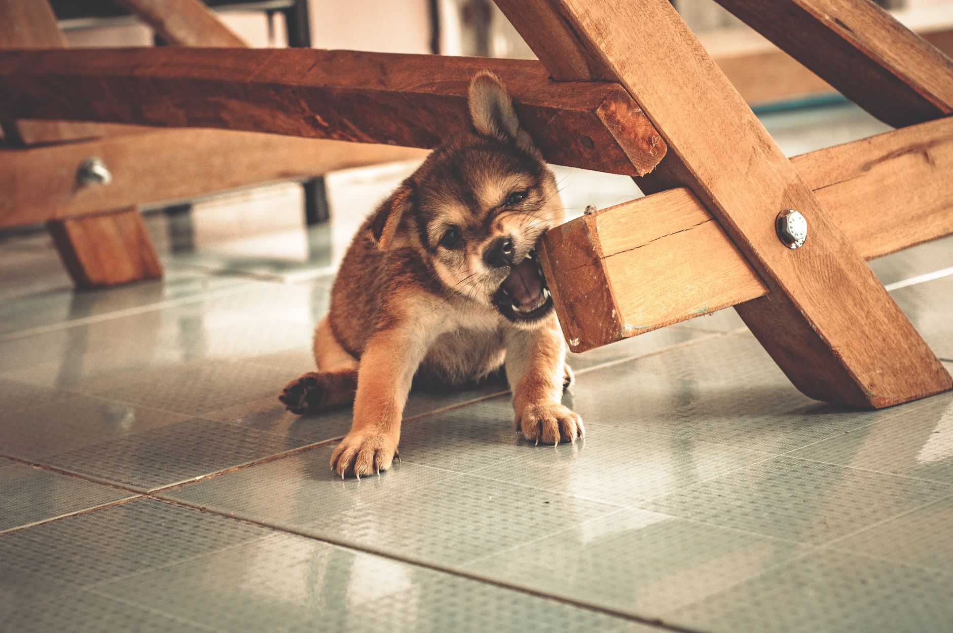Why Dogs Develop Anxiety and How to Recognize What They Need